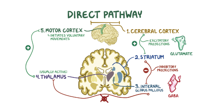 Overview Direct Pathway