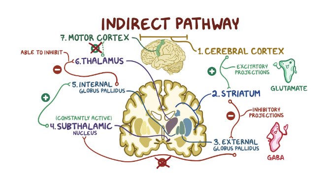 Overview of the Indirect Pathway